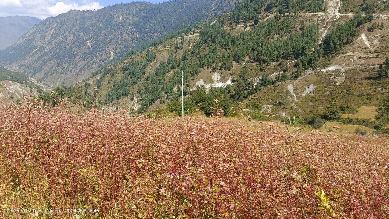 जुनेलो, फापर, गहत फलाउने किसान भएनन्