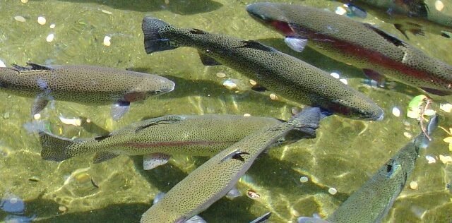 रिग्दी खोलामा असला माछा देखिन छाड्यो