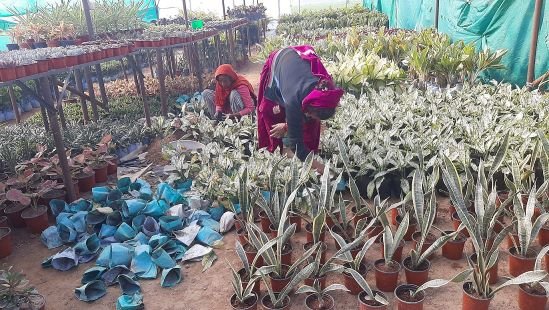 नर्सरी व्यवसायबाट जीविकोपार्जन