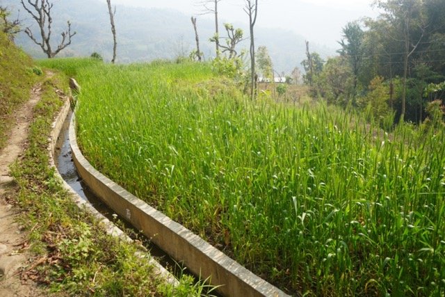 सिँचाइ सुविधापछि तीन बाली खेती