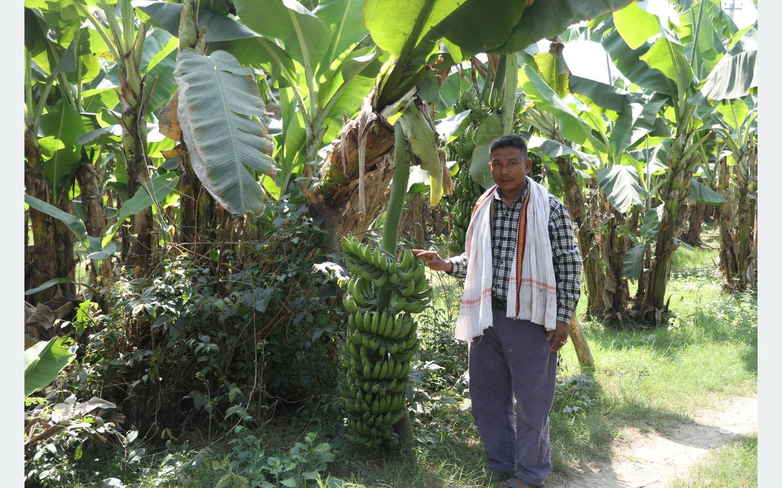 वैदेशिक रोजगारीबाट फर्किएका सर्लाहीका इन्द्रलाल केराखेतीबाट मासिक रु एक लाखसम्म आम्दानी