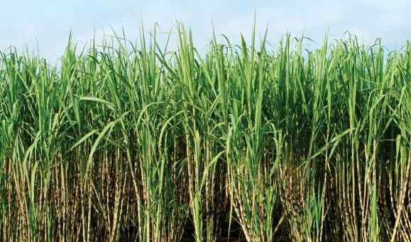 उखु अभावले ‘क्रसिङ’ लक्ष्य हासिल भएन, उद्योग एक महिनाअघि नै बन्द