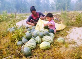 तरबूजा खेती गरेरै जीविका चलाउँँदै दुई सय परिवार