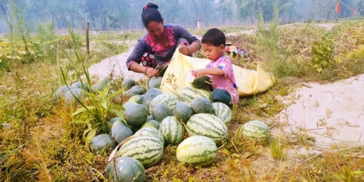 तरबूजा खेती गरेरै जीविका चलाउँँदै दुई सय परिवार