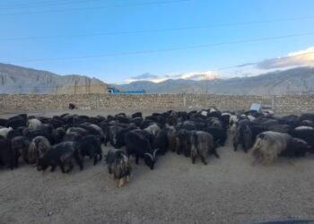 च्याङ्ग्राको नश्ल सुधारम तथा अनुसन्धानस्थल बन्दै मुस्ताङको च्याङ्ग्रा फार्म