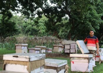 मौरीपालेर वार्षिक आठ लाख बढी आम्दानी