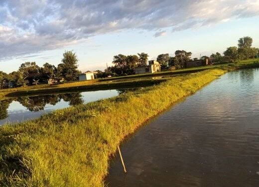 माछा पोखरीमा व्यावसायिक रूपमा घोँगीपालन
