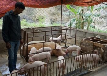 बङ्गुर पालेर स्वरोजगार र आत्मनिर्भर