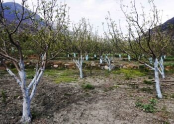 वर्षाले फुल्न लागेको स्याउका बोटमा असर