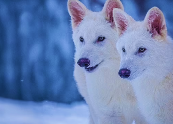 १२ हजार वर्षअघि नै लोप भएको ‘डायर ब्वाँसाे’, अन्ततः बैज्ञानिकले पृथ्वीमा फर्काए
