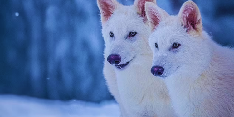 १२ हजार वर्षअघि नै लोप भएको ‘डायर ब्वाँसाे’, अन्ततः बैज्ञानिकले पृथ्वीमा फर्काए