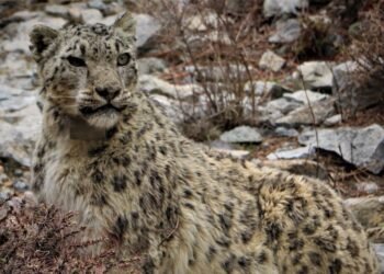 मुस्ताङमा हिउँ चितुवाको आक्रमणबाट आठ च्याङ्ग्रा मरे