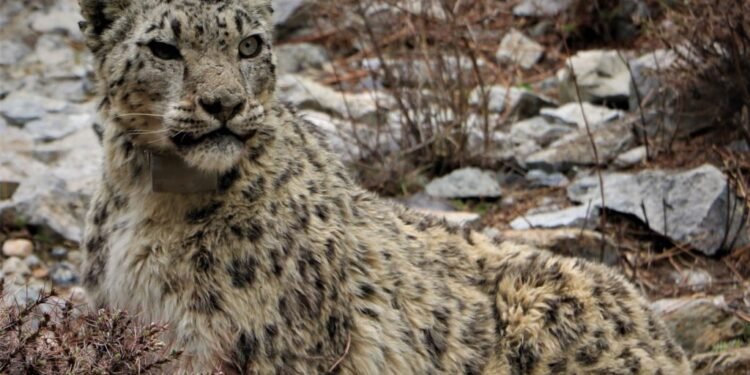 मुस्ताङमा हिउँ चितुवाको आक्रमणबाट आठ च्याङ्ग्रा मरे