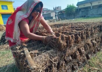 बर्खायामको इन्धन ‘गुइँठा’ को जोहो हिउँदमै