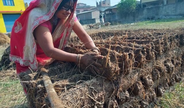बर्खायामको इन्धन ‘गुइँठा’ को जोहो हिउँदमै