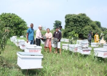 किसानलाई ५३२ घार मौरी वितरण