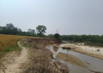 पशु प्रजनन कार्यालयको खेतीयोग्य जमिन कटानमा