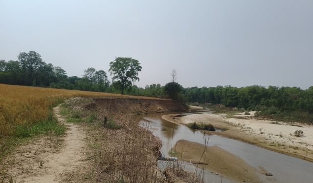 पशु प्रजनन कार्यालयको खेतीयोग्य जमिन कटानमा