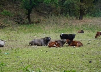 म्याग्दीमा पशुपालन गर्ने घट्दै