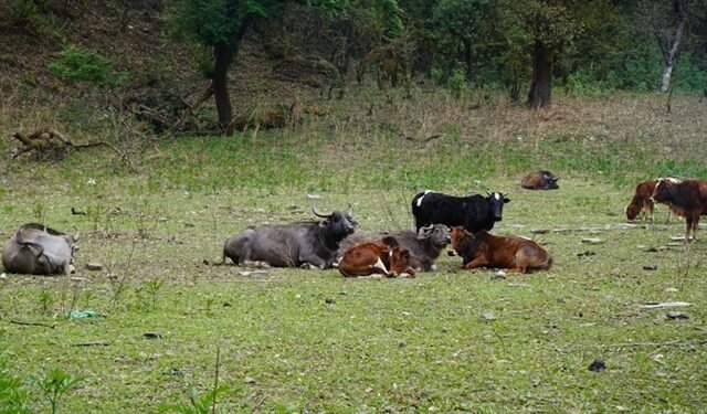 म्याग्दीमा पशुपालन गर्ने घट्दै