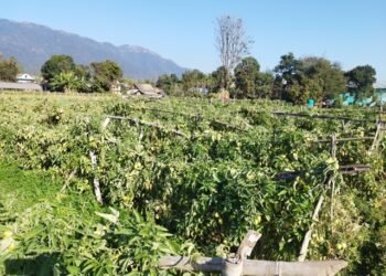 समूहबाट आर्थिक समृद्धि खोज्दै दाङका महिला