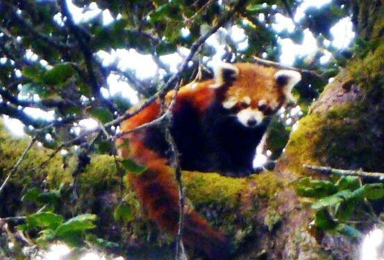 ढोरपाटन सिकार आरक्षमा रेडपाण्डा संरक्षणमा चुनौती