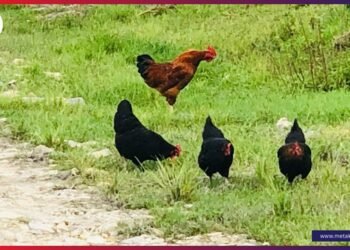 नेपाल लेयर्स कुखुरापालक सङ्घद्वारा अण्डाको मूल्य बढाउने निर्णय