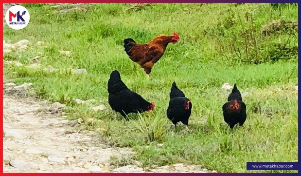 नेपाल लेयर्स कुखुरापालक सङ्घद्वारा अण्डाको मूल्य बढाउने निर्णय