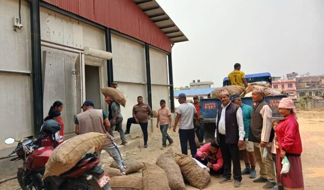प्रयोगमा आयो शीतभण्डार, धमाधम आलु भण्डारण गरिँदै