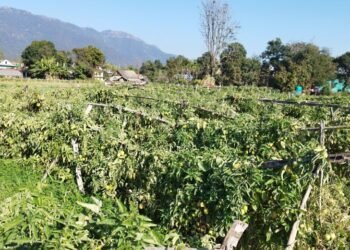 समूहबाट आर्थिक समृद्धि खोज्दै दाङका महिला