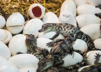 गोहीको अण्डा सङ्कलन सुरु