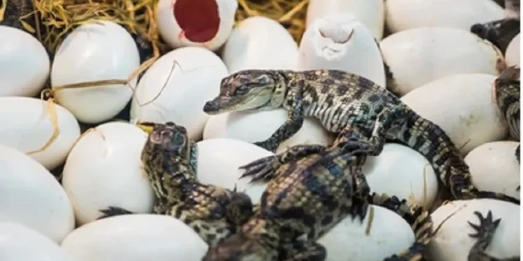 गोहीको अण्डा सङ्कलन सुरु