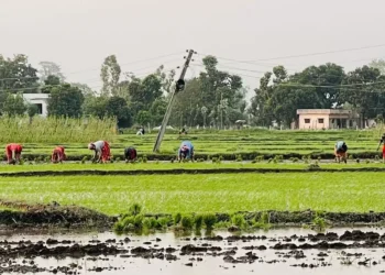 सर्लाहीमा बढ्न सकेन चैते धान खेती