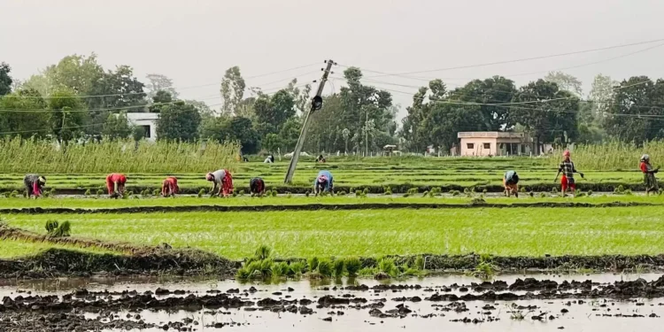 सर्लाहीमा बढ्न सकेन चैते धान खेती