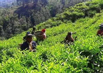 रेशमा चियाको व्यावसायिक उत्पादन सुरु
