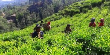 रेशमा चियाको व्यावसायिक उत्पादन सुरु