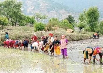 जुम्लाका किसानलाई मार्सीधान रोप्न भ्याइनभ्याइ