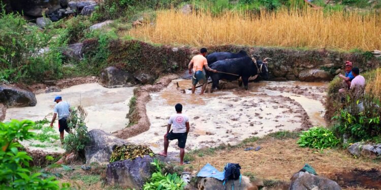 हलगोरु पाल्ने एक सय अठहत्तर किसानले पाए पोषणभत्ता