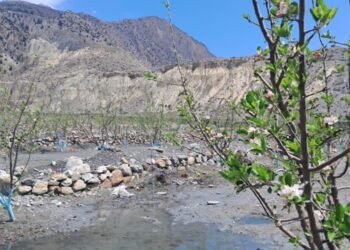 मुस्ताङमा सार्वजनिक जग्गामा स्याउखेती