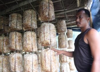 विदेशबाट फर्किएर च्याउखेतीमा रमाउँदै अजित भुजेल