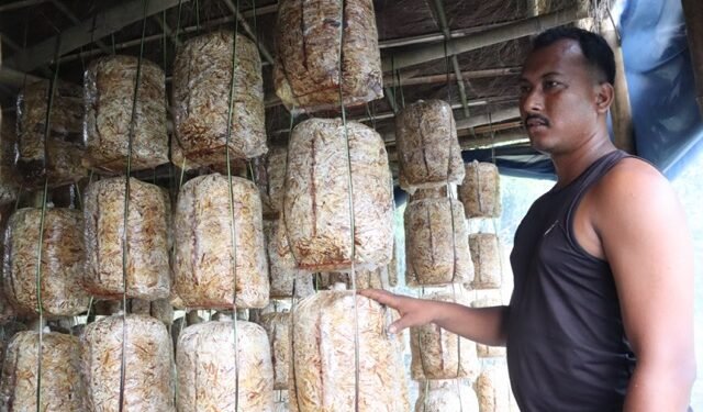 विदेशबाट फर्किएर च्याउखेतीमा रमाउँदै अजित भुजेल