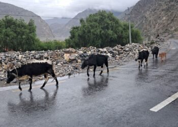 ‘हिमाली जिल्लाका लुलु गार्ई संरक्षणतर्फ ध्यान पुगेको छैन’