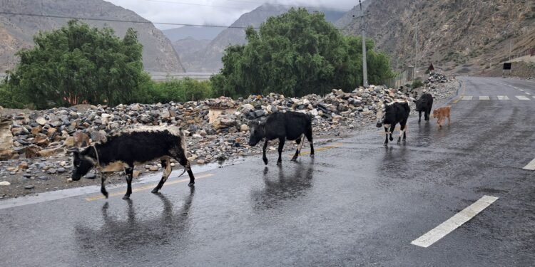 ‘हिमाली जिल्लाका लुलु गार्ई संरक्षणतर्फ ध्यान पुगेको छैन’