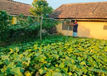 थोरै जग्गामा धेरै तरकारी उत्पादन गर्ने पिपलाडीका मुस्कान