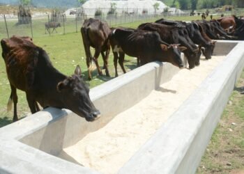 छाडा गाई हेरचाह गर्न गौ संरक्षण केन्द्र