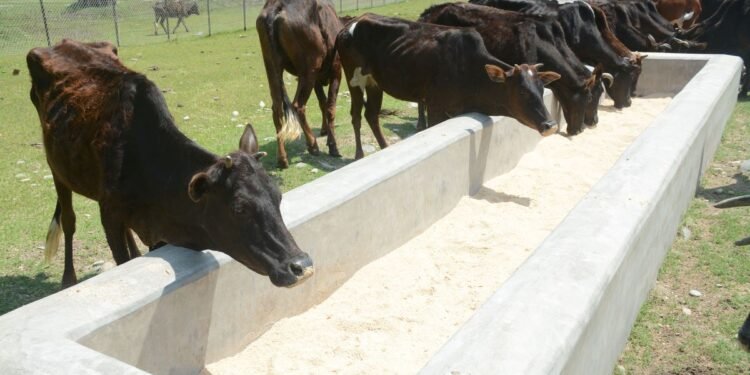 छाडा गाई हेरचाह गर्न गौ संरक्षण केन्द्र