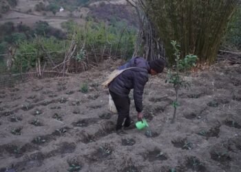 गुर्जामा सामूहिक तरकारीखेती