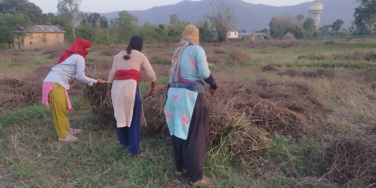 बर्सिम घाँसको बीउबाट दुई लाख आम्दानी