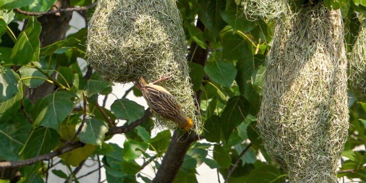 गुँड बनाउने कलामा निपुण: तोप चरा (फाेटाेफिचर)