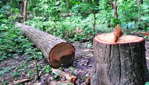 दोधारा चाँदनी सुख्खा बन्दरगाह निर्माण गर्न रुख कटान सुरु